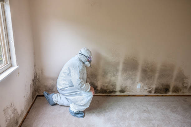 Best Mold Testing and Inspection Services in Springfield, CO