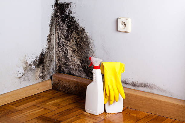 Best Black Mold Remediation in Springfield, CO